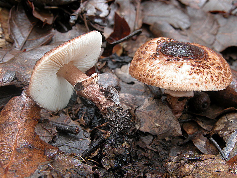 Lepiota pseudolilacea